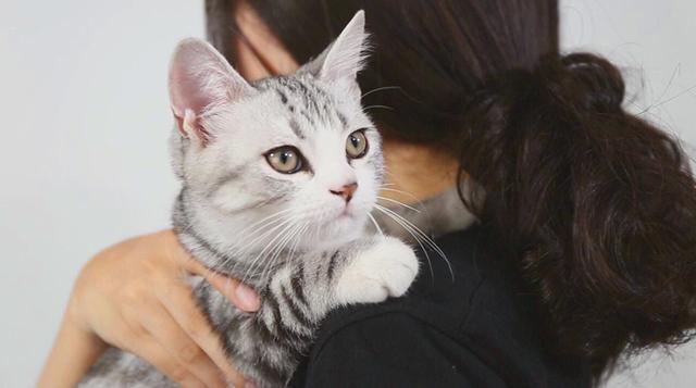 抱猫的三种正确姿势, 让撸猫更有技巧, 铲屎官免于被猫咪抓伤!