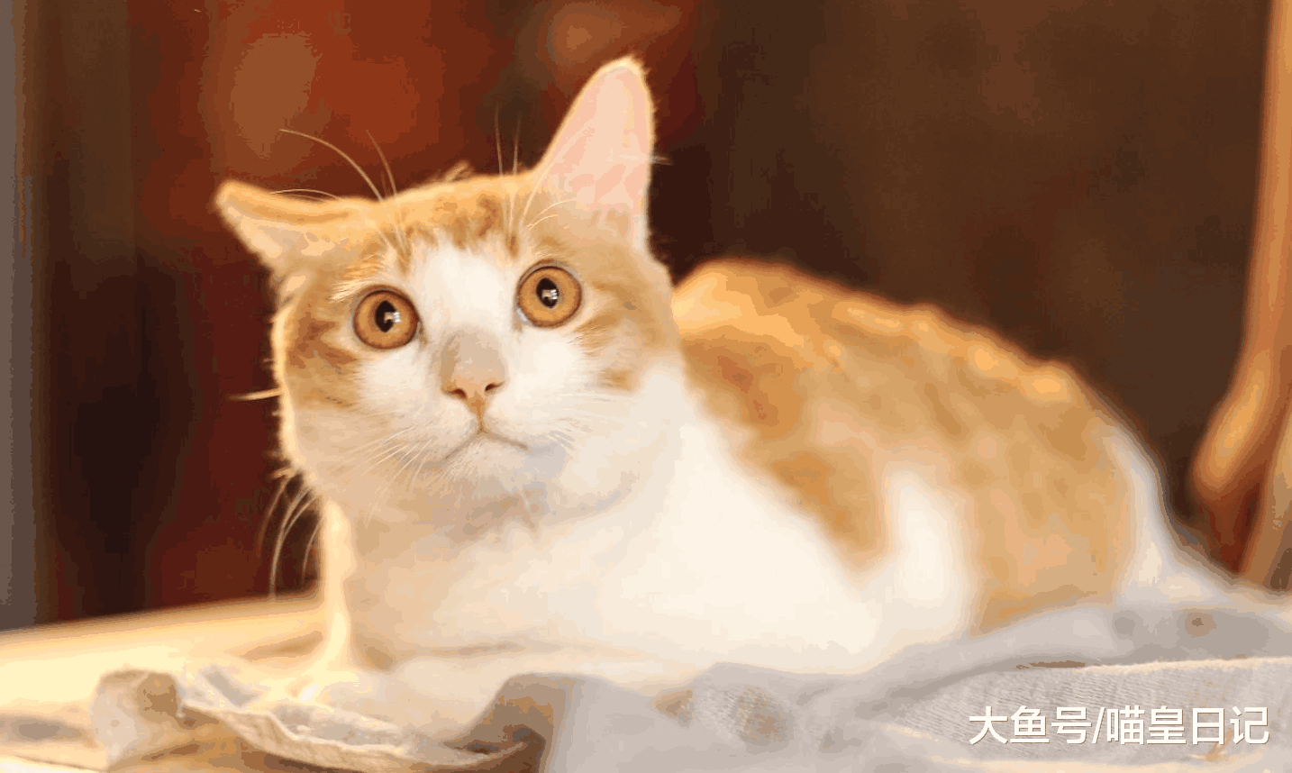 喵星人犯错后都有什么表现? 猫主子: 犯错是什么意思, 我不明白!