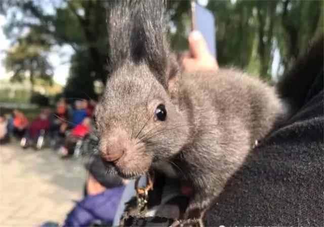 大叔霸气带魔王松鼠逛街, 松鼠: 就这条路, 还没有人敢拦我的!