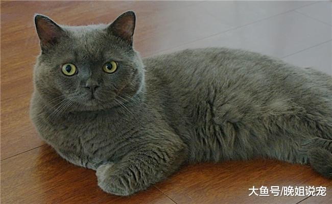 几乎没有体味的5种猫咪, 折耳猫在内, 第五种可能没有体味