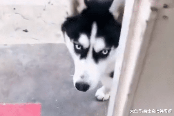 说哈士奇笨的, 可能要被“打脸”了, 这眼神比我还要好呢!