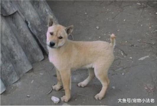小土狗总是被欺负, 女孩无奈把它化妆成老虎, 结果成了村中一霸!