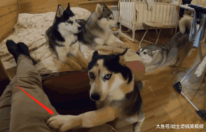 主人忘记喂二哈, 结果它们集体来“抗议”: 邻居要来杀狗了