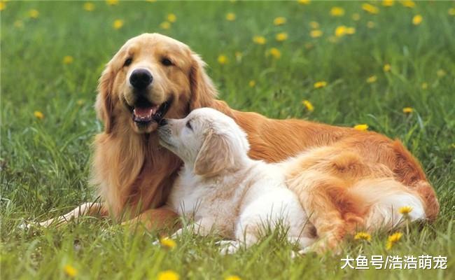 金毛发现宝宝少了一只, 它做出一件暖心的事情