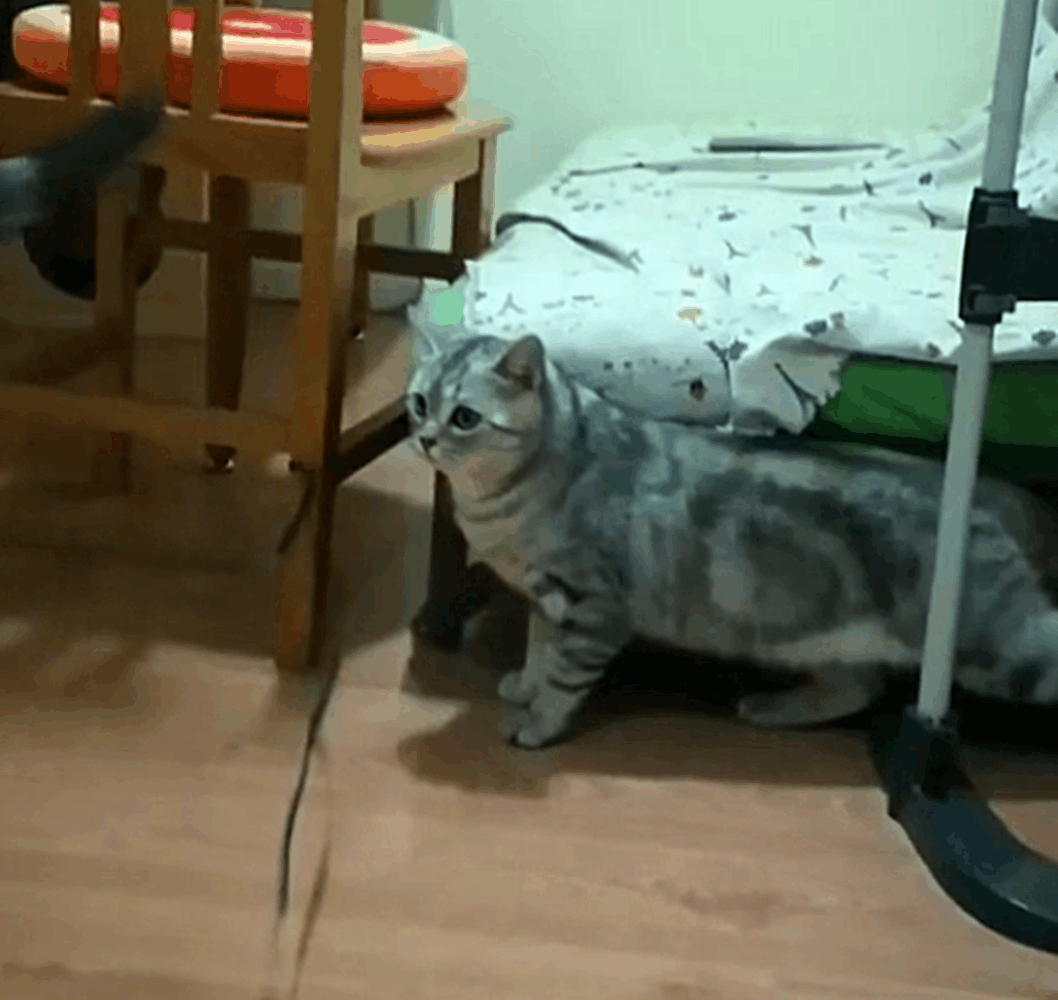 主人逗猫, 在猫咪脚下使绊子, 一只猫被绊飞, 另一只猫都看呆了…