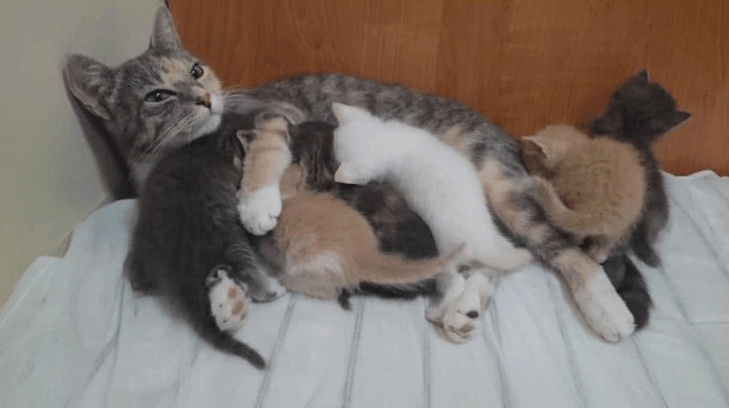 潜艇上的猫咪怀孕了, 海军家属们却吃醋了: 小猫咪分不匀!