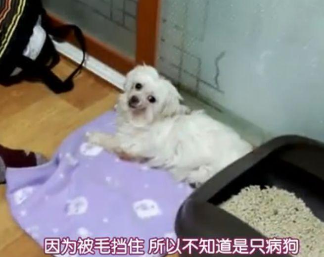 每天不停地被迫交配, 注射发情药物, 它们的命运何时能改变?