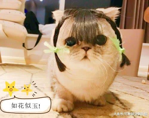 猫咪戴上假刘海, 抬头后的一瞬让人笑喷, 网友: 成功引起了注意!