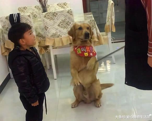 妈妈教训犯错的孩子, 金毛却护着不让打, 网友: 这金毛可真懂事