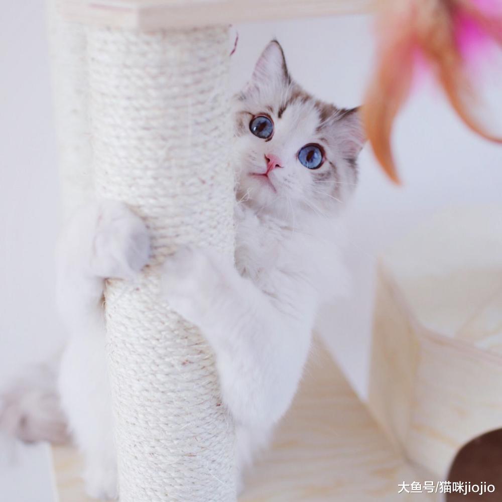 以为养猫很幸福, 谁想是噩梦的开始! 这3种原因一直导致猫咪咬人