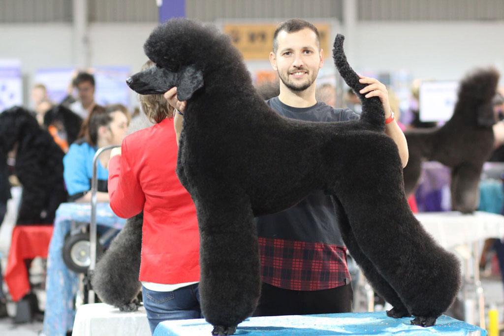 贵宾犬的4大缺点? 了解清楚了 还愿意养吗?