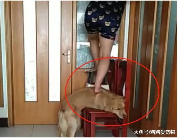 女主人爬太高下不来, 金毛上前当“肉垫”, 网友: 怎么忍心踩下去