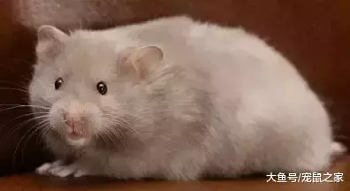 一文带你走进仓鼠世界: 仓鼠种类之叙利亚仓鼠(上)