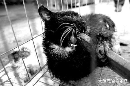 天天在说狂犬病, 你知道狂犬病发作是什么样子吗?