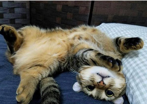 邻居小孩画诡异90°直角生物, 他满头问号一进浴室爱猫的姿势懂了