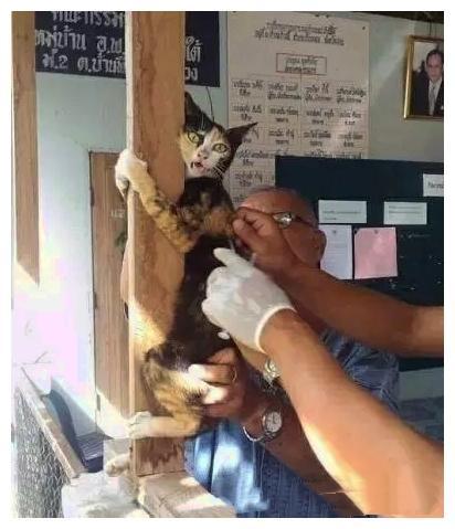 猫咪面对医生的针头, 慌得不成样子了: 那谁, 你还不来速速护驾