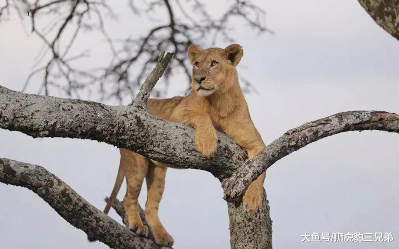 狮子这三个本事都比老虎差, 它想战胜老虎有多难?
