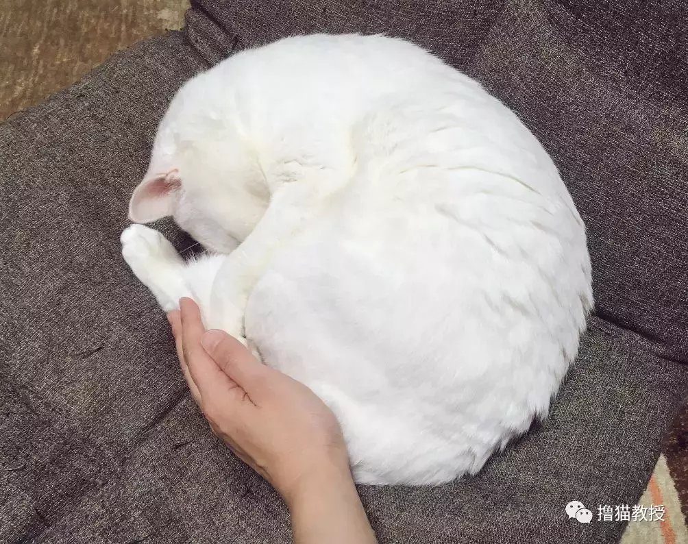 打开被炉后出去几分钟, 回来掀开被子一看, 打扰了
