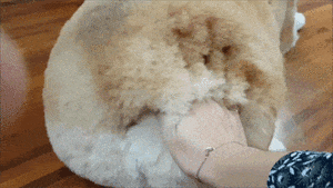 谁说柯基的屁股过时了