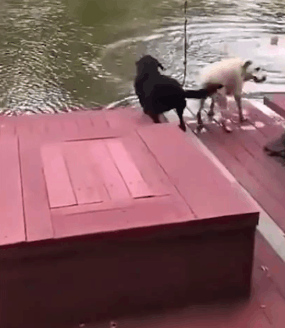 狗主荡秋千花式跳水, 两只狗以为主人遇险, 焦急跳下水拼救……