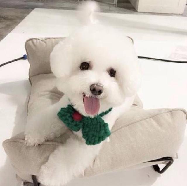 养了比熊之后你才会知道的事儿, 千万别被比熊可爱的外表给骗了!