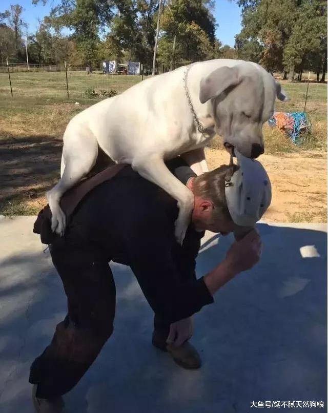 自从养了这只巨型狗狗, 就好像养了一只“大宝宝”!