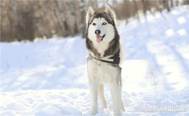 5种体味特别小的狗狗, 吉娃娃在内, 第二种国内不太常见