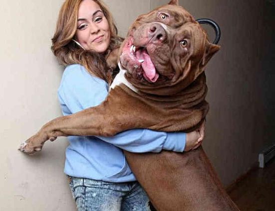 全球第一“恶犬”, 一旦咬住坚决不松口, 老虎都比不了!