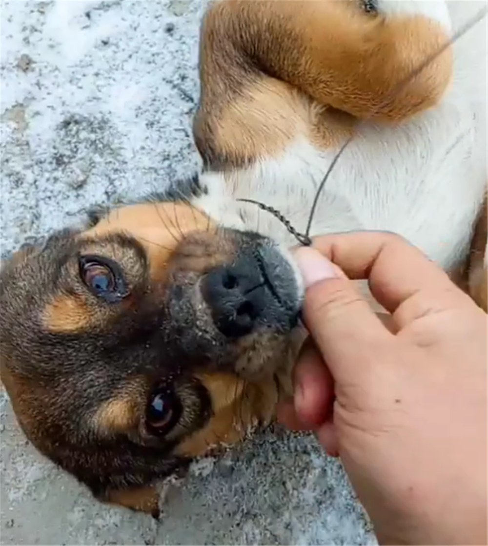 田园犬蹲在门口看家, 半夜被偷狗贼套上铁丝, 主人想起过程就后怕