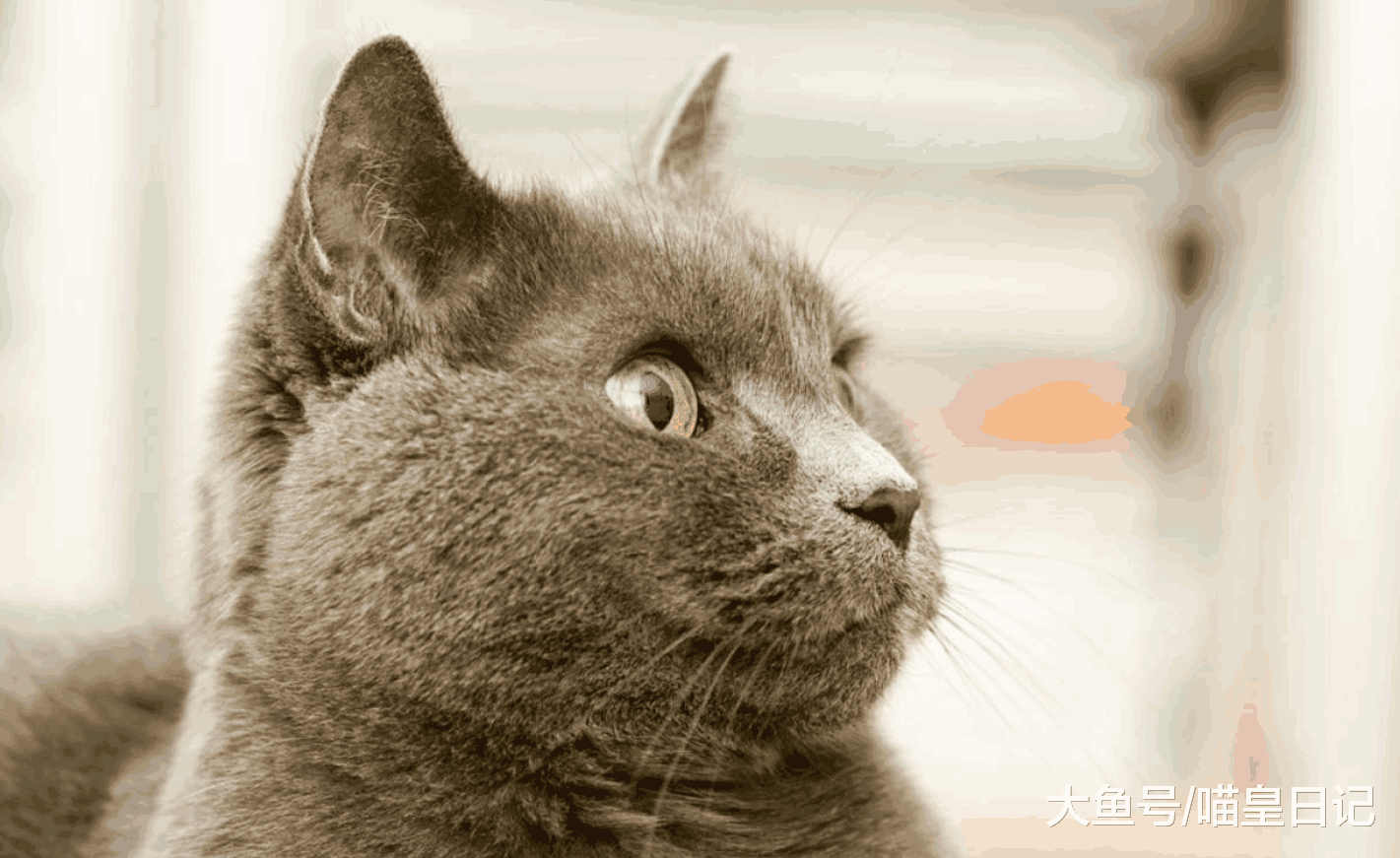猫的下巴看起来脏脏的怎么办? 教你几招解决喵星人的“黑下巴”