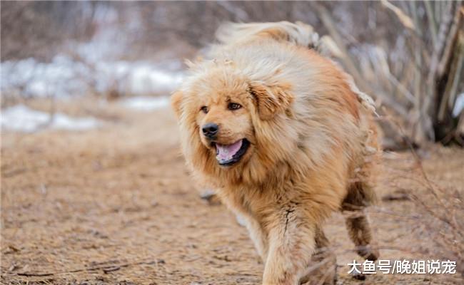 下面五种狗狗能轻松花光你的积蓄, 不是“土豪”不要养它们