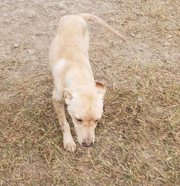 结痂的病狗, 遇到暖心夫妇, 生命得以延续!