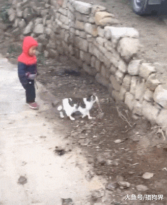 猫咪带着小主人抄近道, 给孩子带傻了, 猫: 小老弟跟上, 就等你了