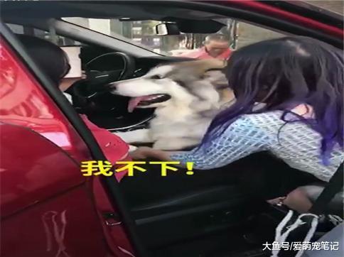 阿拉斯加突然跳上一辆豪车后, 主人怎么拽都不下车, 这狗好眼光啊