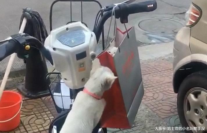 满月的小猫了要被朋友带走了, 猫妈妈听见了, 立马从屋里冲出来