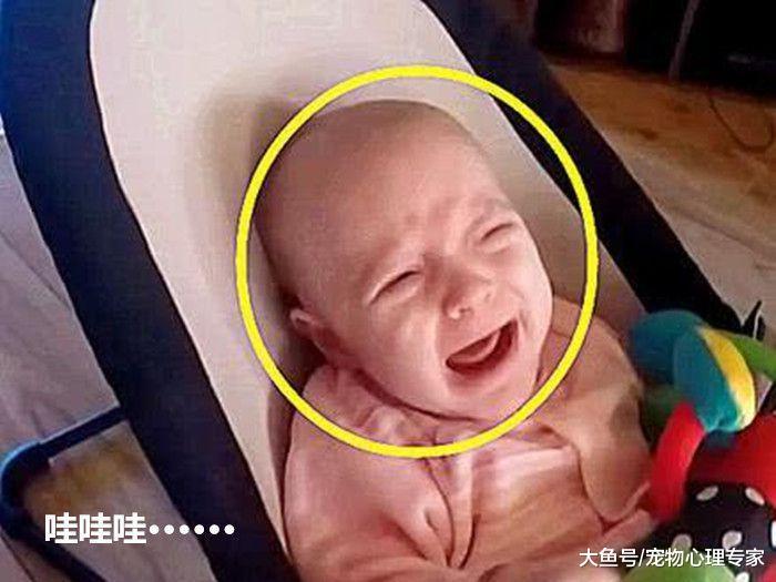 让狗狗照顾小婴儿, 几秒后听不到哭声, 主人走近一看差点喷饭