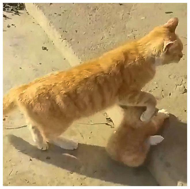 猫咪突然带了只小猫回家, 模样: 主人, 刚出炉的我儿子, 快养起来