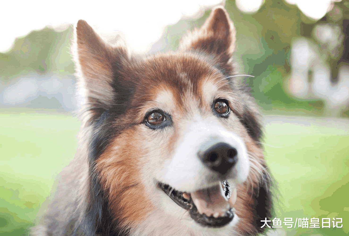 宠物医院去一次就要破产? 学会这四点, 在家给狗狗自己检查吧!