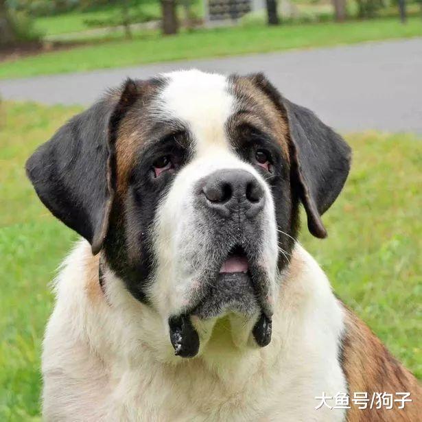 蠢狗出门遇豪猪, 结果带了一嘴刺回来: 主人, 就是它扎我!