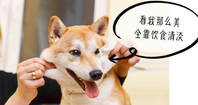 加速狗狗衰老的6大行为, 喂食排第2, 第1常被忽略猜猜是什么