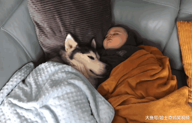 二哈被冷落后, 为了引起主人注意, 没想到它演了一出好戏