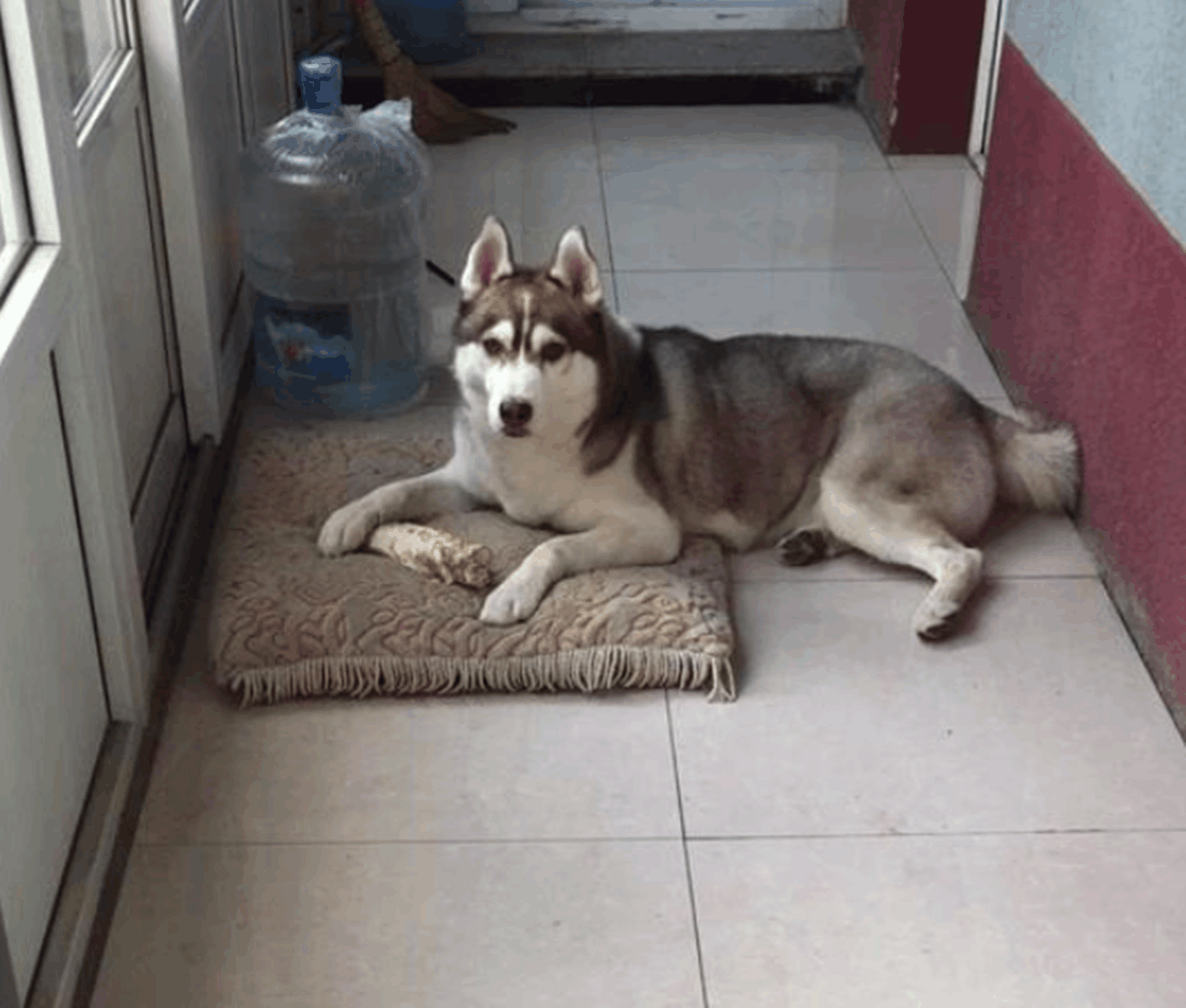 哈士奇偷红薯, 叼到一个撒腿就跑, 网友: 神偷二哈……