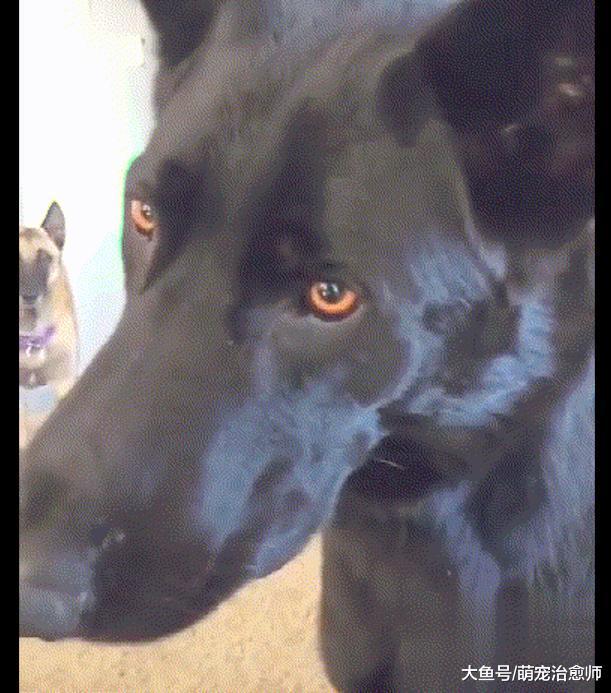 狗狗想和主人玩扔球, 被拒绝后一脸的不敢相信, 眼神里透着杀气!