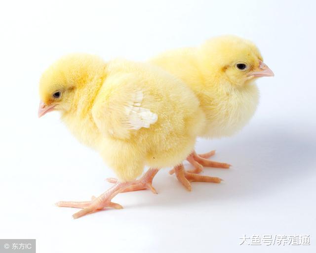 回家创业, 让鸡戴上眼镜, 还可以年利润多赚几百万