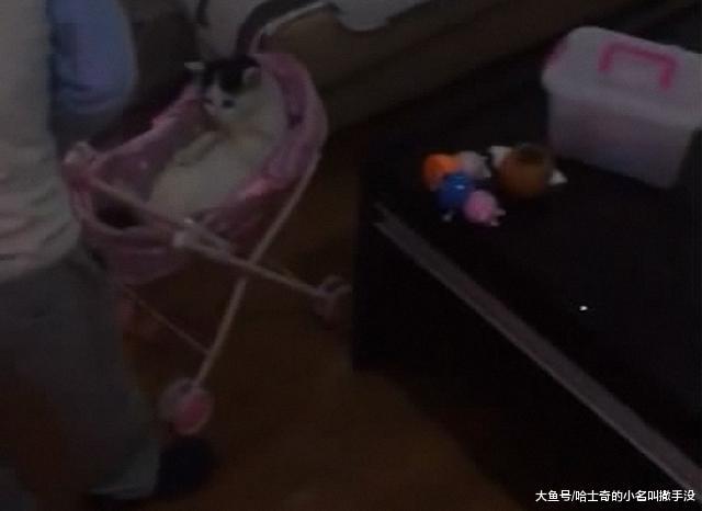 把猫咪放婴儿车里喂奶, 女儿这是把猫咪当弟弟了, 是时候要二胎了