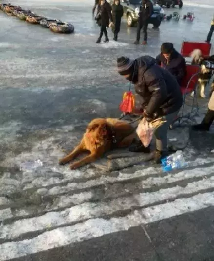 2018年, 狗狗都经历了什么?