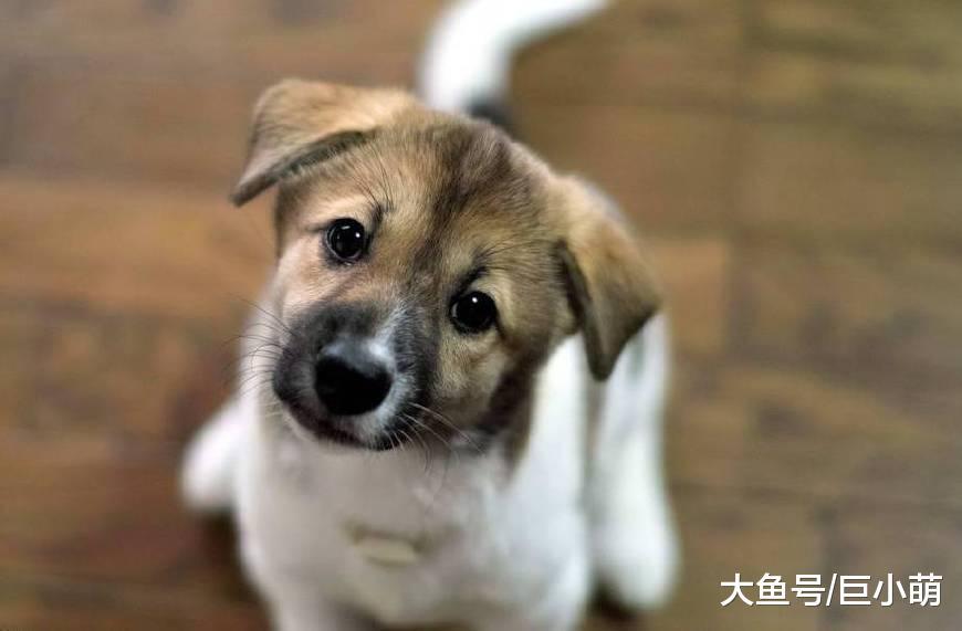 你以为狗狗在歪头卖萌? 其实它是在求助, 让狗狗侧头的原因大盘点