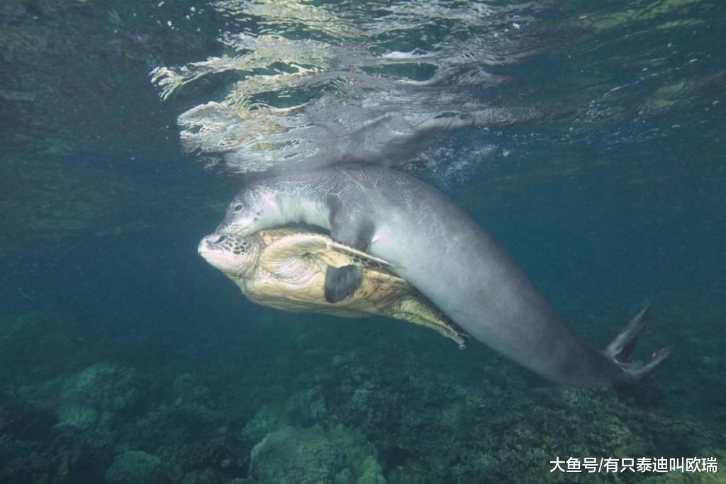 动物界超级英雄! 发现海龟「被鱼线缠住」, 英勇海豹扑上去咬断解困!