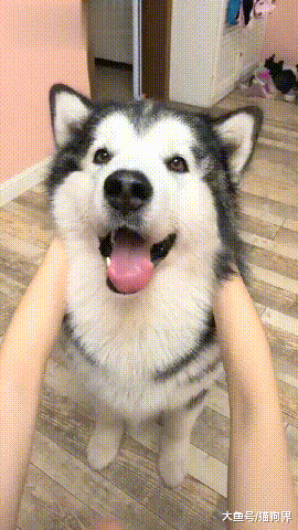 阿拉: 你知道我跟二哈的区别吗? 主人: 当然知道, 二哈傻, 你不傻