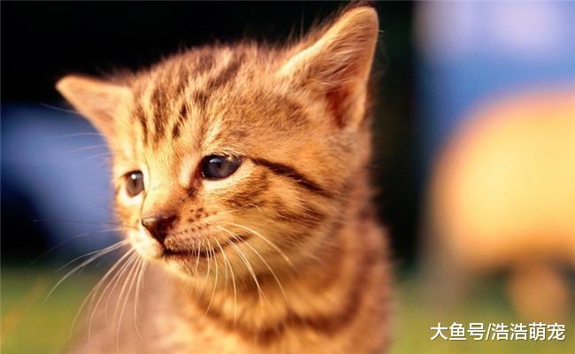 猫咪的智商是很高的, 它能听懂你的话, 只不过它不想理你